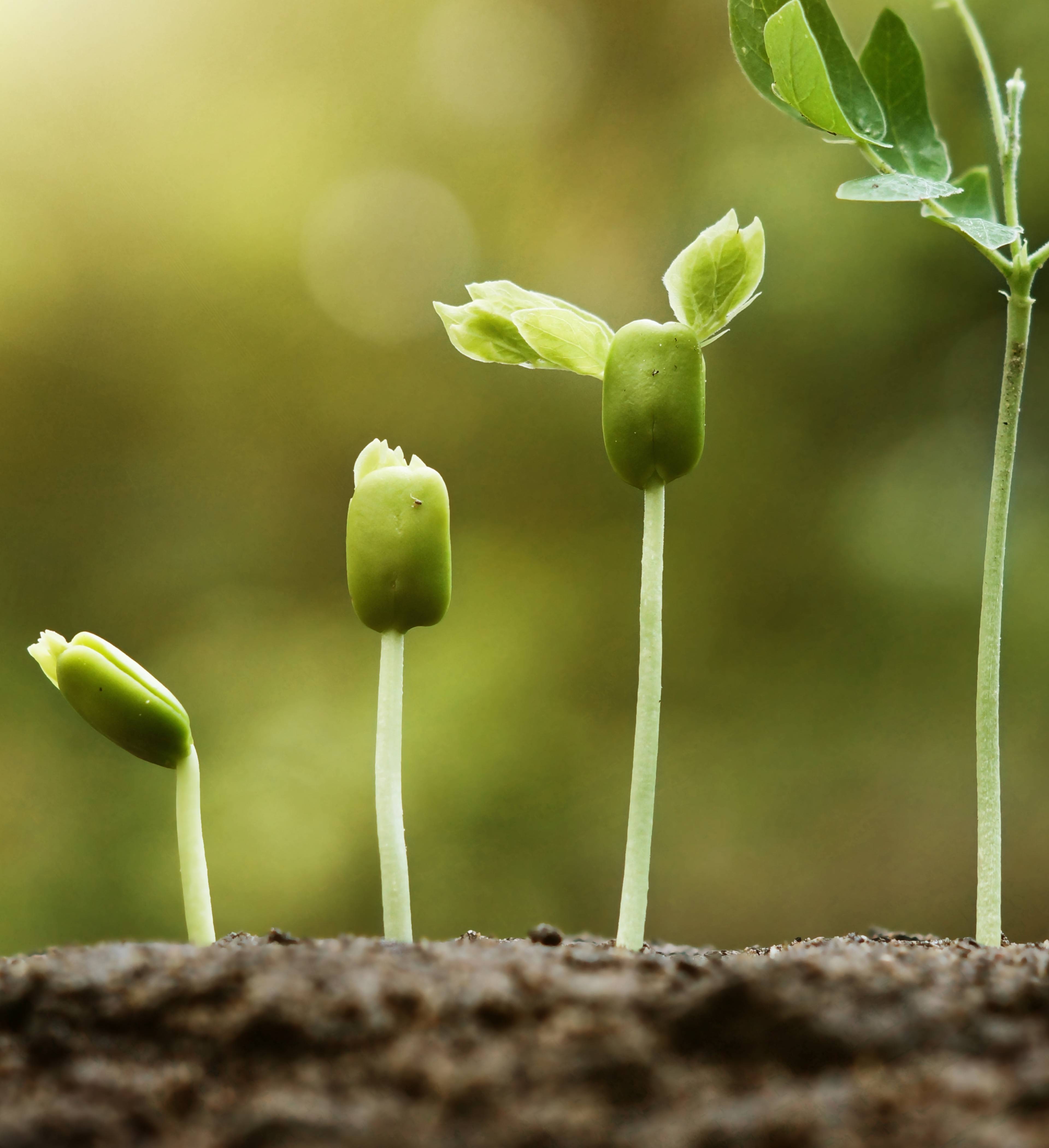 Green plants growing