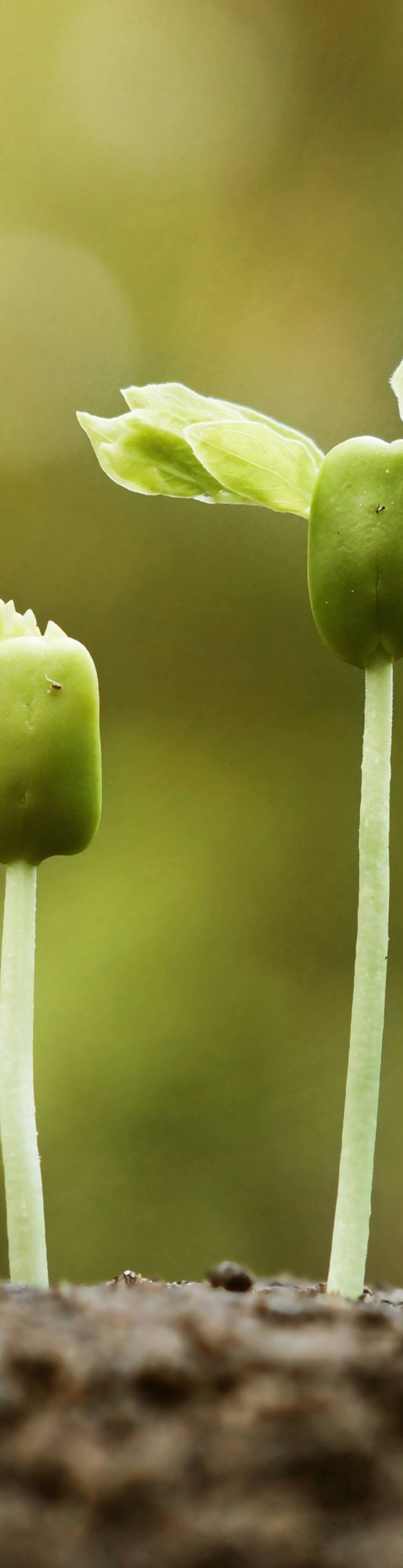 En grønn plante som spirer og gror