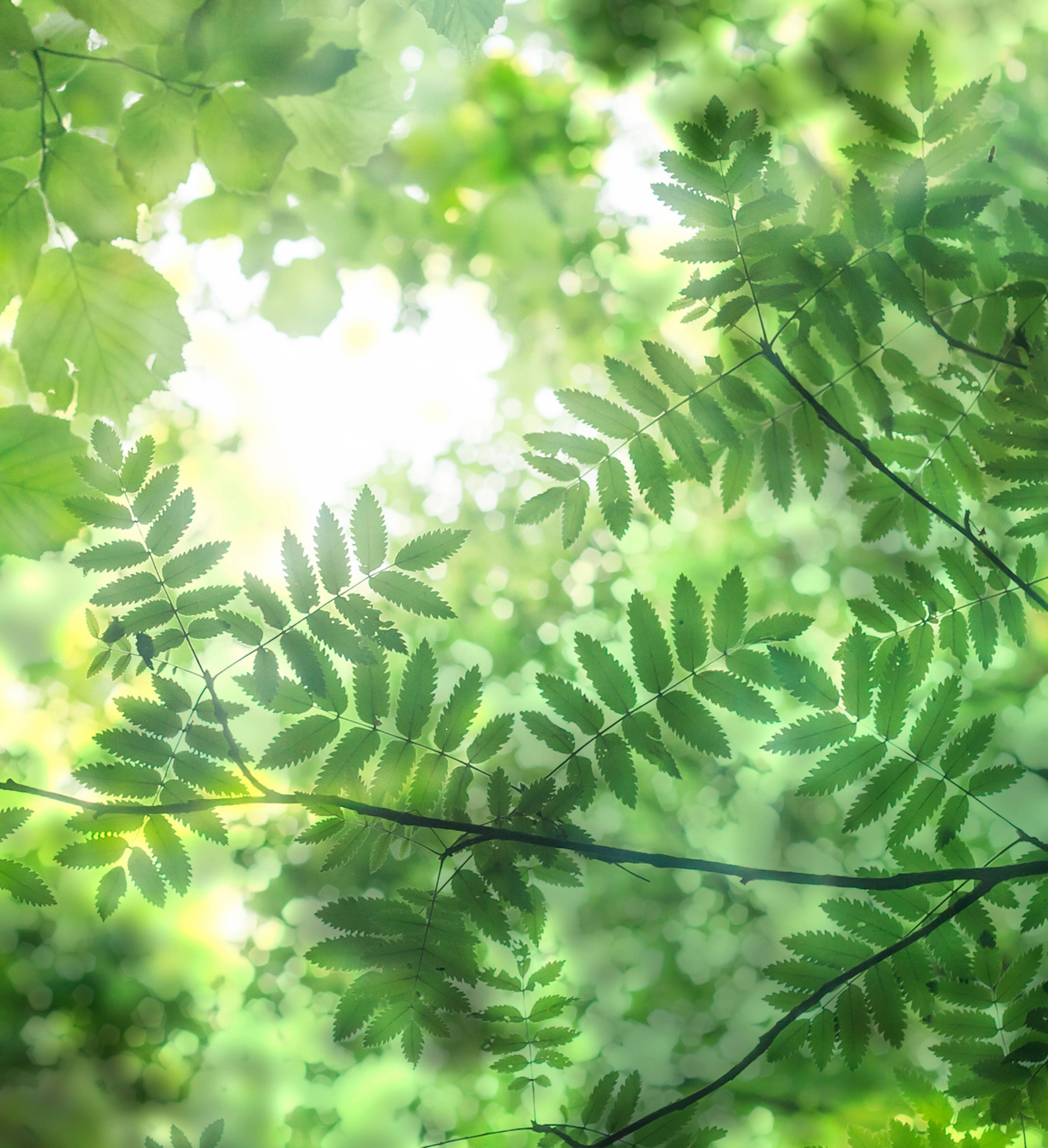 Abstract leaves