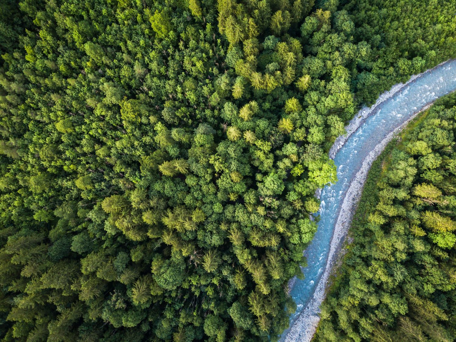 River in forest.