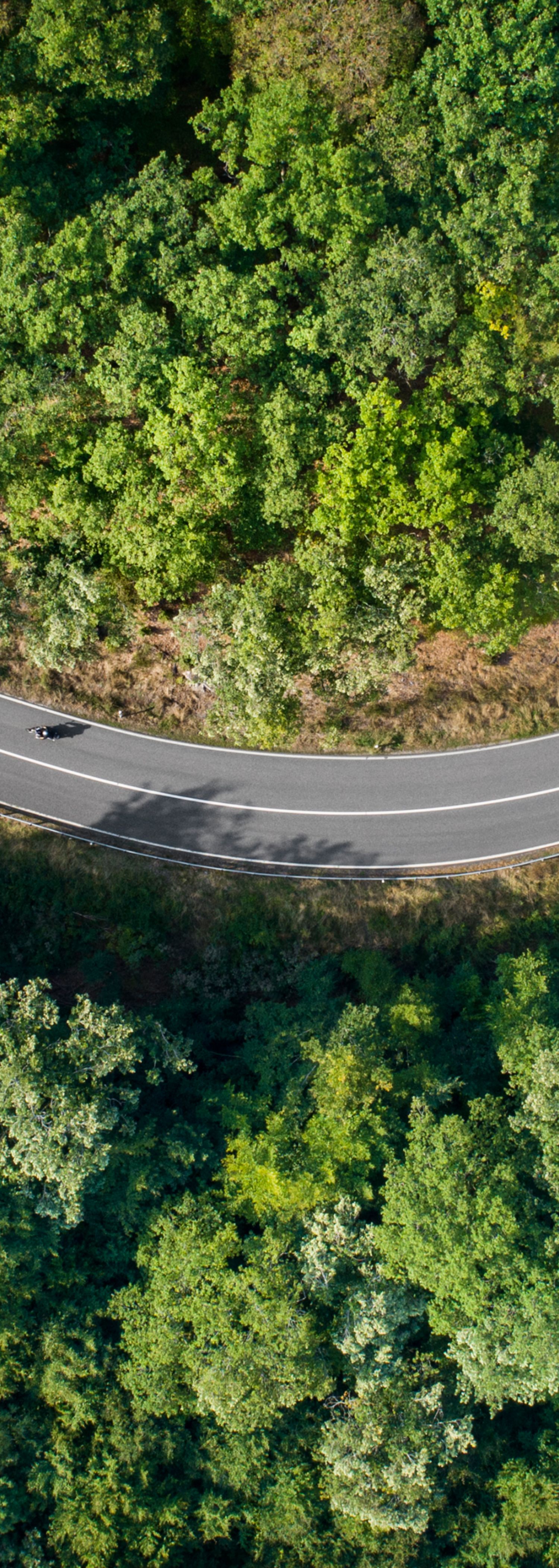 Winding road through the forest