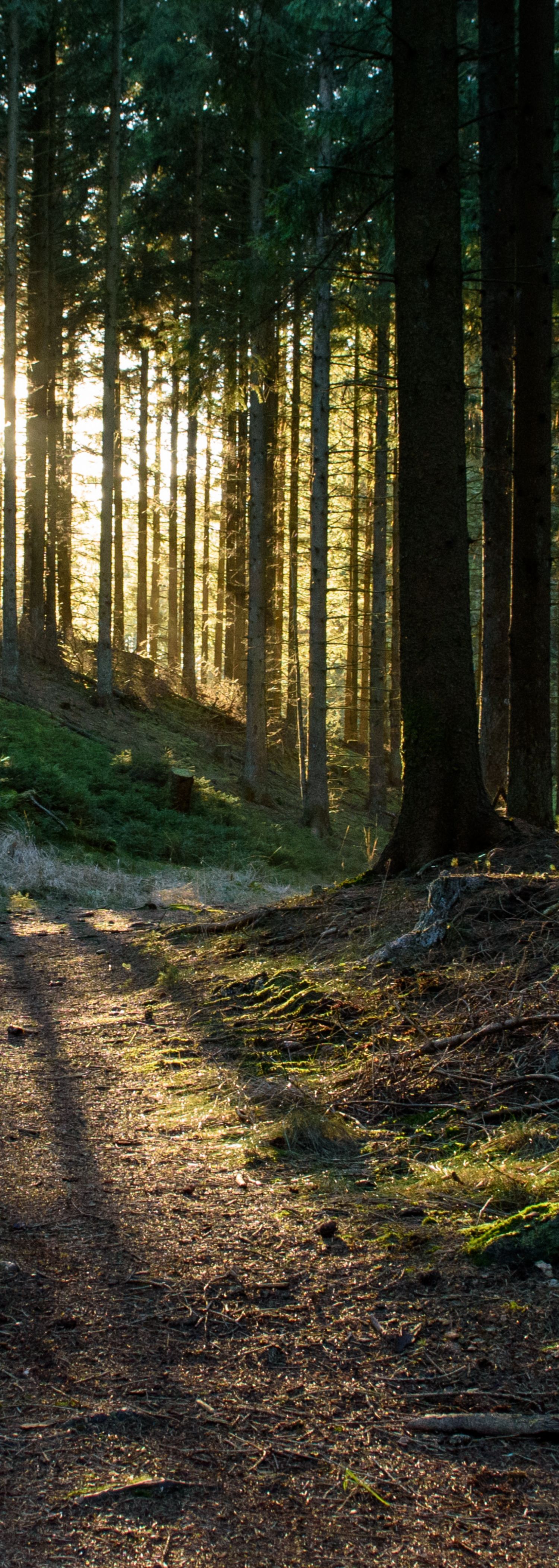 Skog