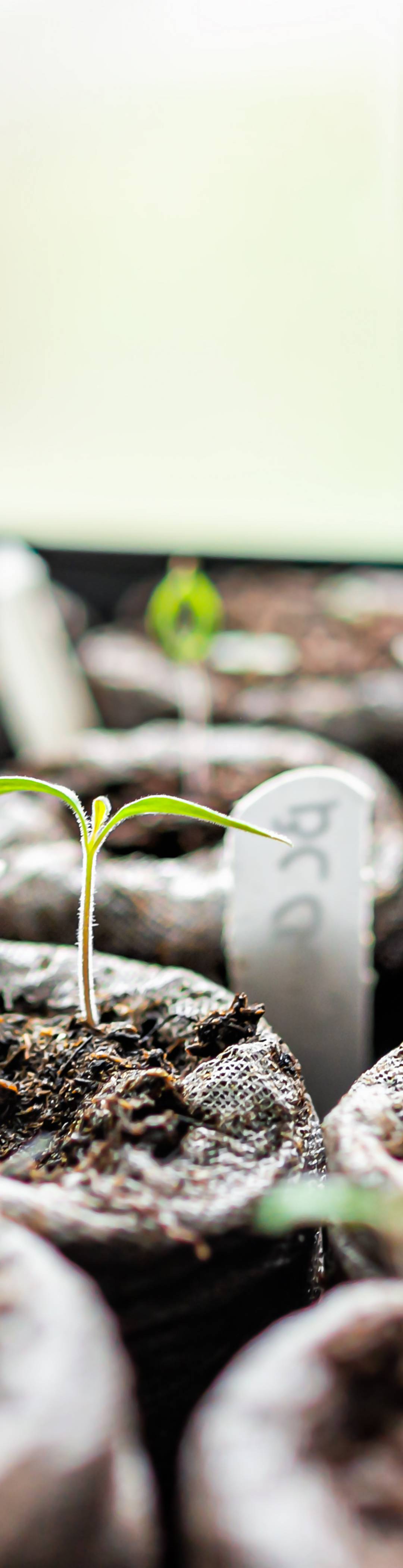 Sprouting plants