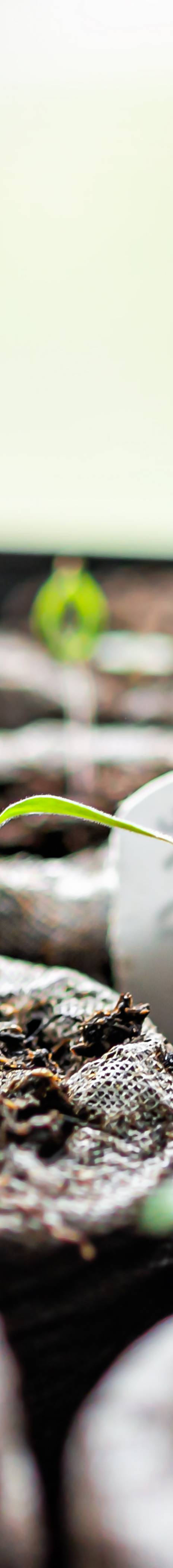 Sprouting plants