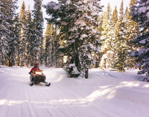 Image of snowmobile driving through the forest.