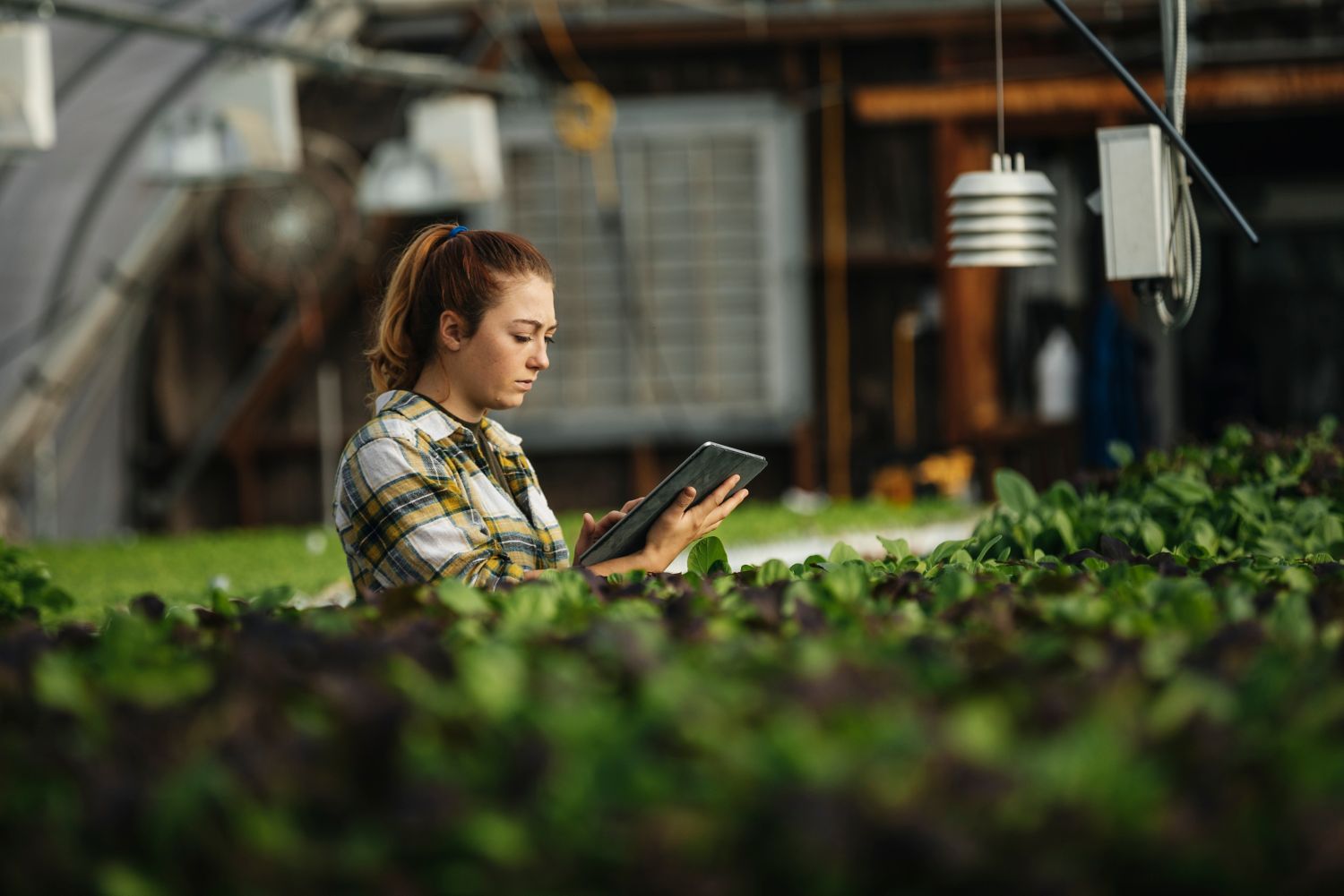 Woman in a greenhouse