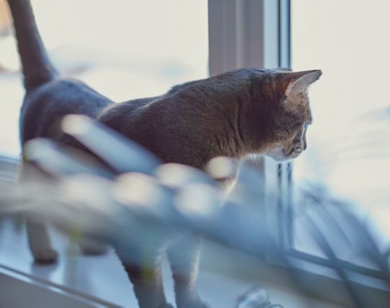 Katt i vinduskarmen