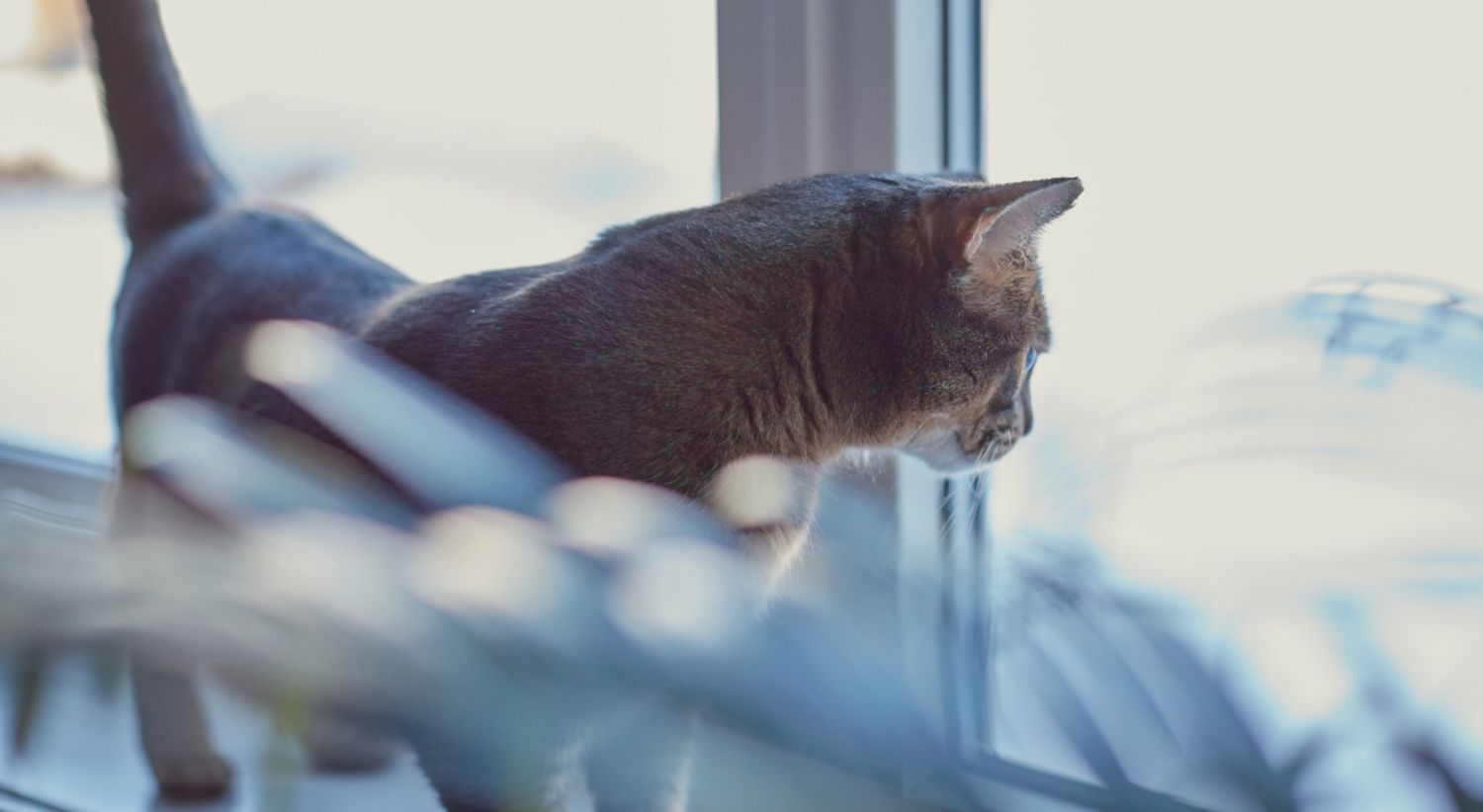Katt i vinduskarmen.jpg