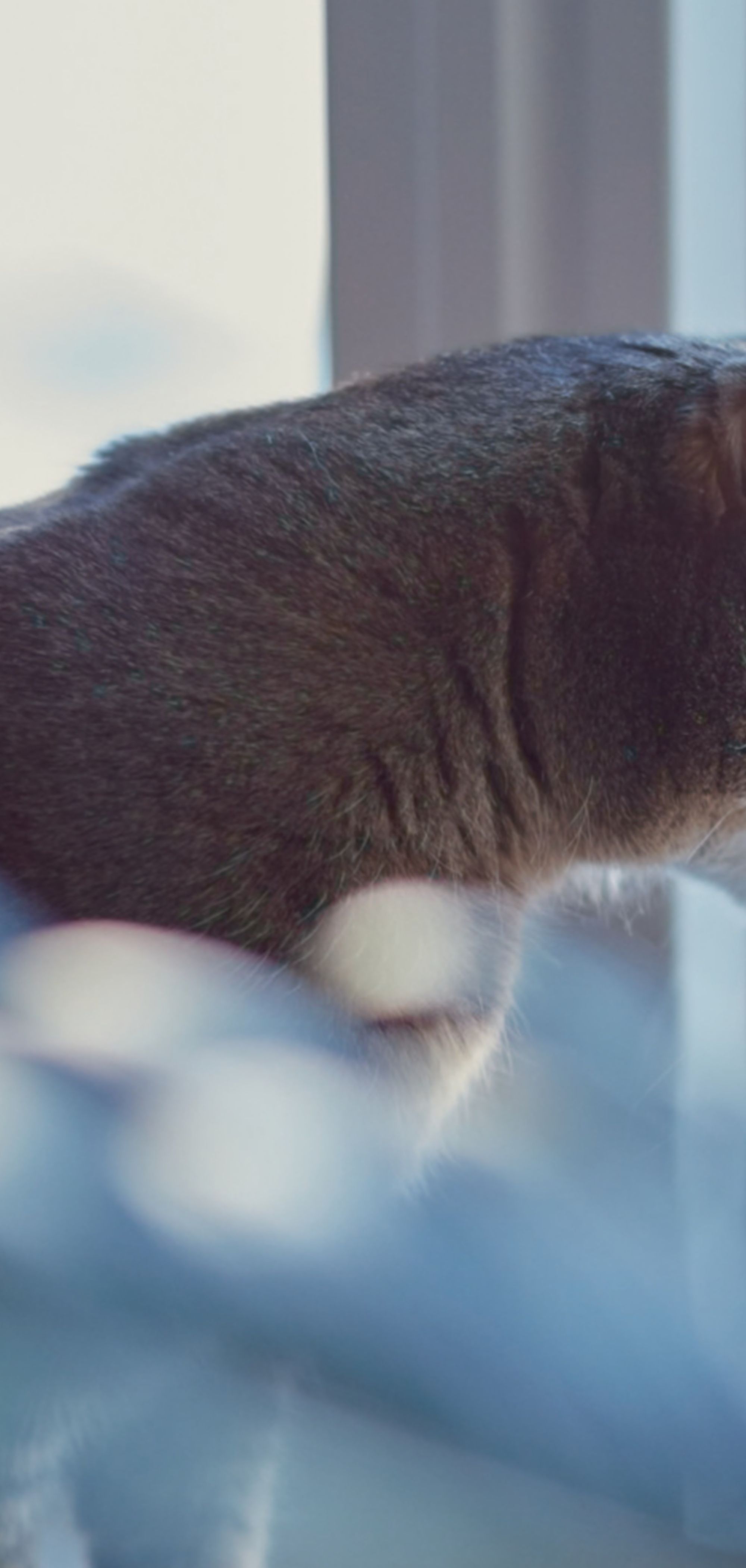 detektor skuespillerinde snyde Katteforsikring | Fri bruk av videosamtaler med veterinær - DNB