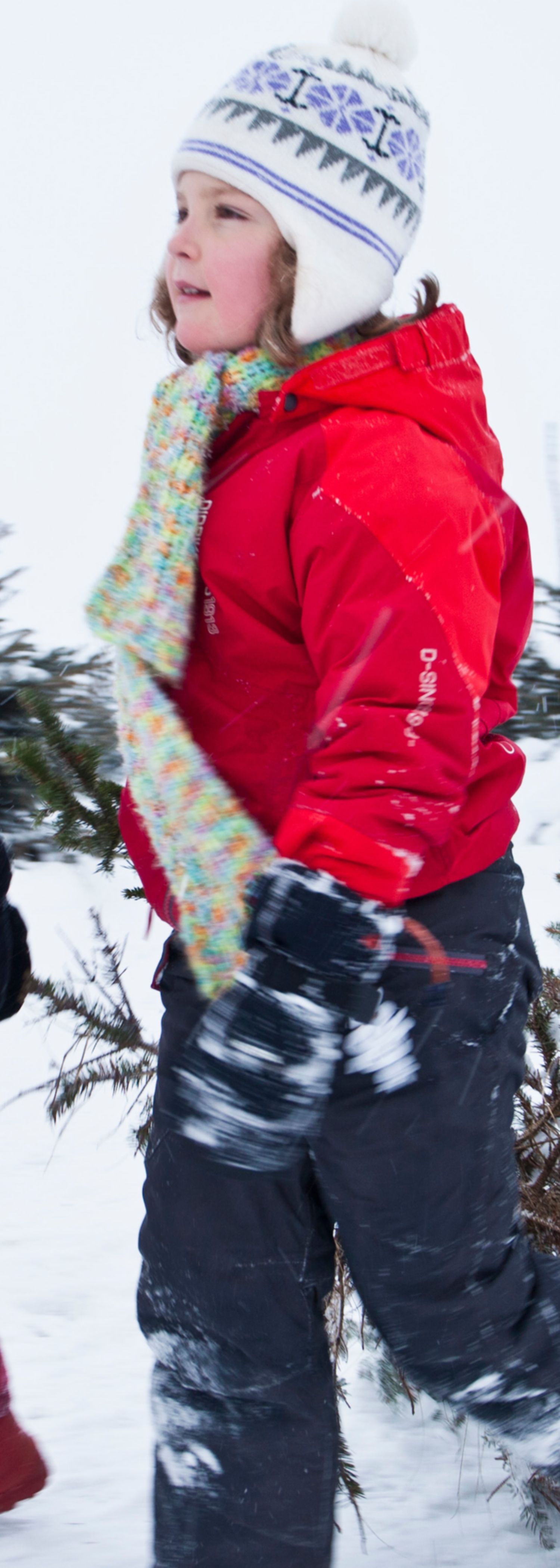 To barn drar et juletre etter seg i snøen