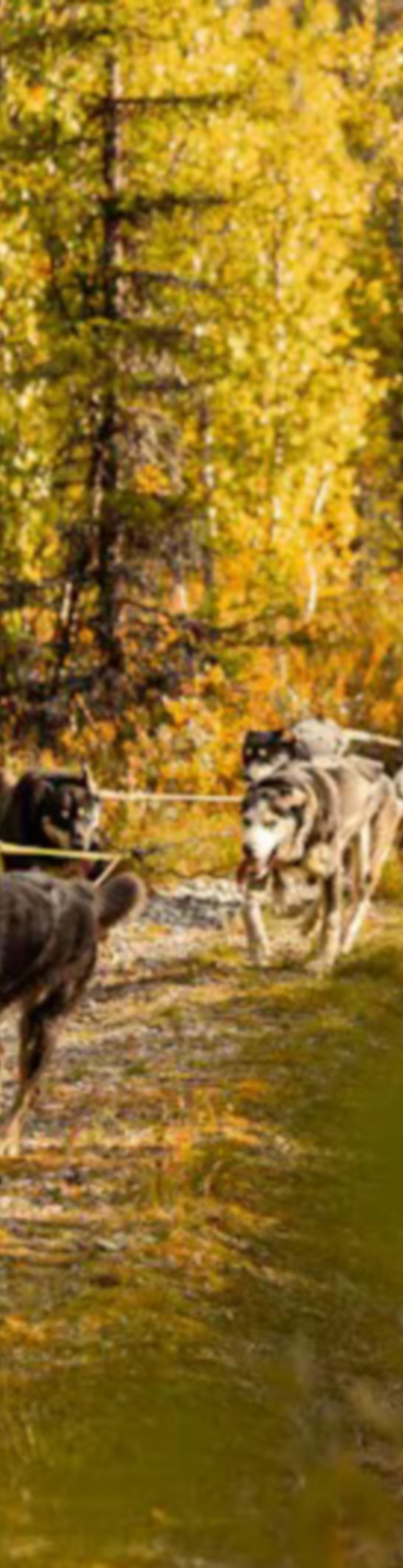 supersommer-hemsedal-aktiv-hundekjoring