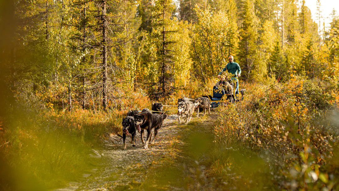 supersommer-hemsedal-aktiv-hundekjoring